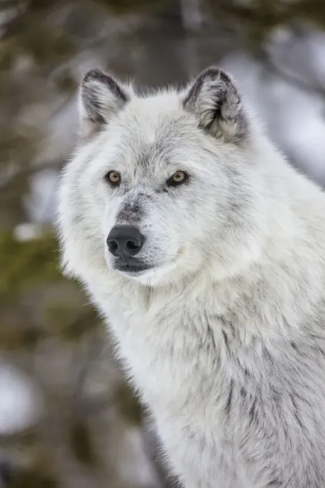 Framed Print : Captive gray wolf portrait at the Grizzly and Wolf Discovery Center in West Yellowstone