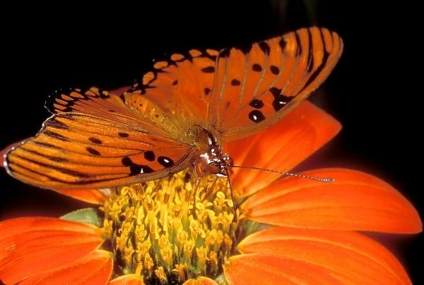 Detail of captive gulf fritillary butterfly on flower