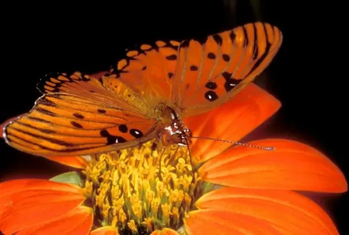 Framed Print : Detail of captive gulf fritillary butterfly on flower Framed Print : Detail of captive gulf fritillary butterfly on flower