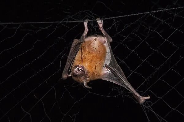 Captive Lesser Bulldog or Fishing Bat (Noctilio albiventris). Iwokrama Forest Reserve, Guyana