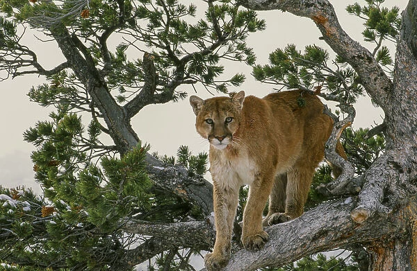 Captive Mountain Lion is perched on Evergreen tree, Montana