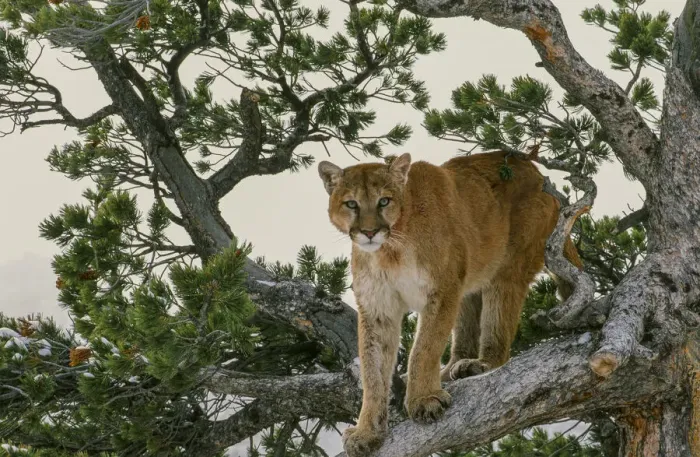 Framed Print : Captive Mountain Lion is perched on Evergreen tree, Montana