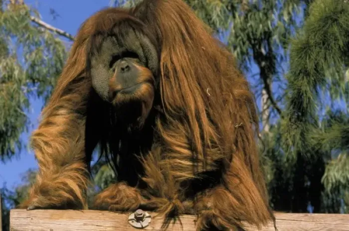 Framed Print : Captive orangutan, or pongo pygmaeus