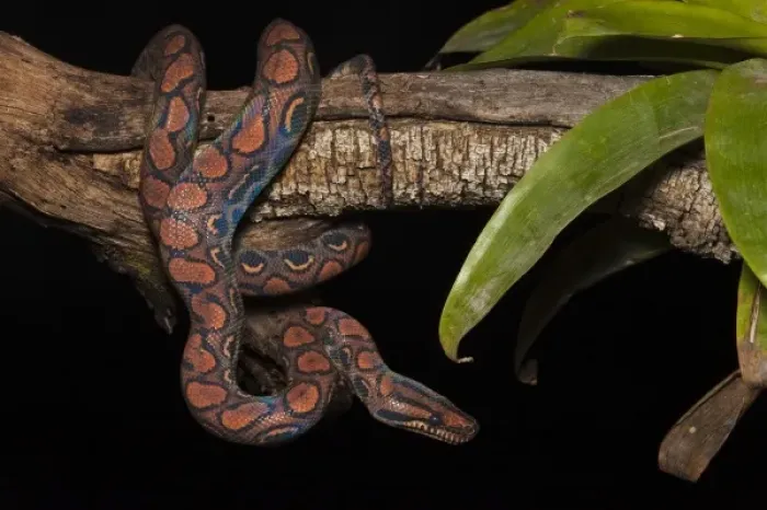 Framed Print : Captive Rainbow Boa (Epicrates cenchria cenchria). Amazon rainforest, Ecuador Framed Print : Captive Rainbow Boa (Epicrates cenchria cenchria). Amazon rainforest, Ecuador