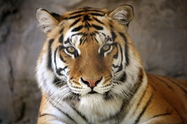 captive Tiger, Folsom City Zoo Sanctuary, California