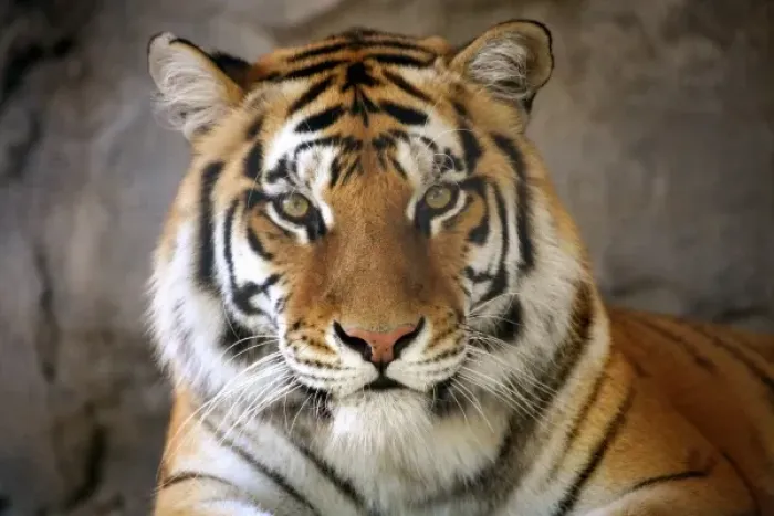 Framed Print : captive Tiger, Folsom City Zoo Sanctuary, California Framed Print : captive Tiger, Folsom City Zoo Sanctuary, California