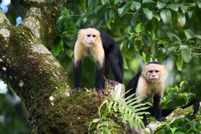 Framed Print : Capuchin Monkeys, Punta Banco, Costa Rica Framed Print : Capuchin Monkeys, Punta Banco, Costa Rica
