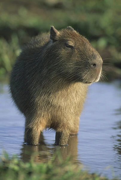 Capybara, (Hydrochaeris hydrochaeris), worlds largest rodent, Llanos, Venezuela