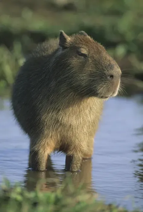 Framed Print : Capybara, (Hydrochaeris hydrochaeris), worlds largest rodent, Llanos, Venezuela