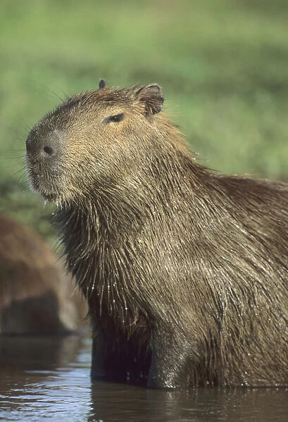 Capybara, (Hydrochaeris hydrochaeris), worlds largest rodent; Llanos, Venezuela
