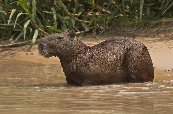 Capybara (Hydrochaeris hydrochaeris) Pantanal. Largest contiguous wetland system in the world