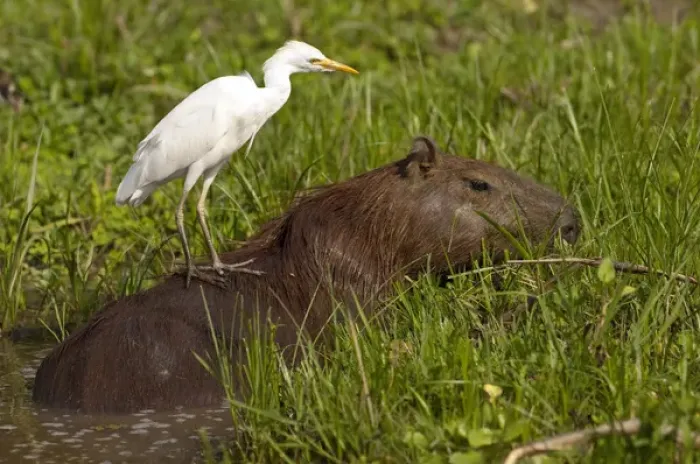 Framed Print : Capybara (Hydrochaeris hydrochaeris) Pantanal. Largest contiguous wetland system in the world