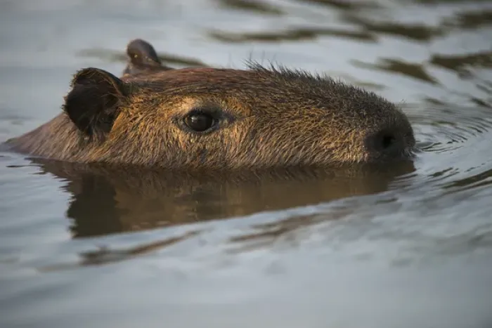 Framed Print : Capybara (Hydrochoerus hydrochaeris), Northern Pantanal, Mato Grosso, Brazil Framed Print : Capybara (Hydrochoerus hydrochaeris), Northern Pantanal, Mato Grosso, Brazil