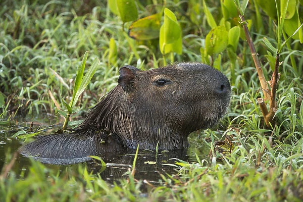 Capybara (Hydrochoerus hydrochaeris), Northern Pantanal, Mato Grosso, Brazil