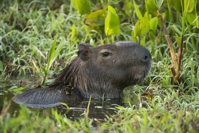 Framed Print : Capybara (Hydrochoerus hydrochaeris), Northern Pantanal, Mato Grosso, Brazil Framed Print : Capybara (Hydrochoerus hydrochaeris), Northern Pantanal, Mato Grosso, Brazil