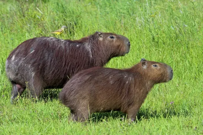 Framed Print : Capybara (Hydrochoerus hydrochaeris), Corrientes, Argentina Framed Print : Capybara (Hydrochoerus hydrochaeris), Corrientes, Argentina
