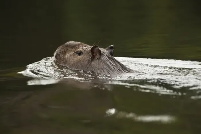 Framed Print : Capybara (Hydrochoerus hydrochaeris). Rainforest, Rewa River, Iwokrama Reserve, Guyana