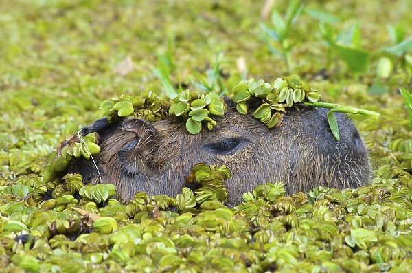 Capybara (Hydrochoerus hydrochaeris), Corrientes, Argentina