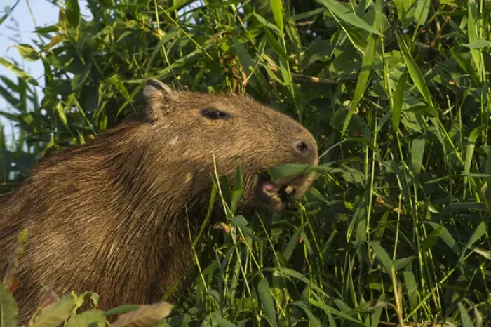 Framed Print : Capybara (Hydrochoerus hydrochaeris) Northern Pantanal, Mato Grosso, Brazil