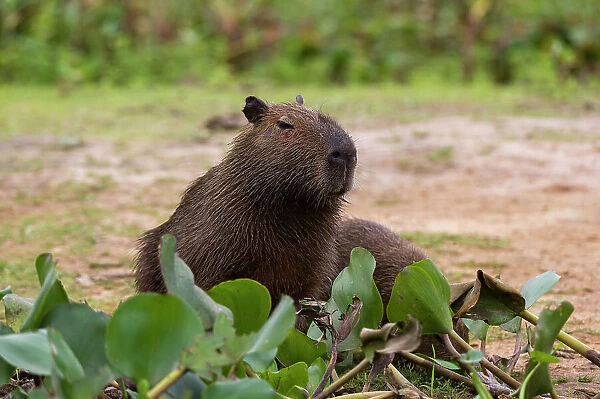 A Capybara, Hydrochoerus Hydrochoerus, resting along the Cuiaba River. Mato Grosso Do Sul State, Brazil
