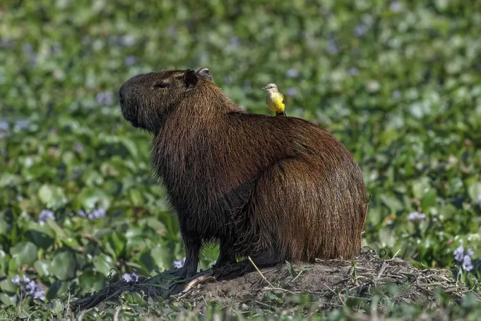 Framed Print : Capybara, worlds largest rodent with cattle tyrant on back, Mato Grosso, Pantanal, Brazil, South America
