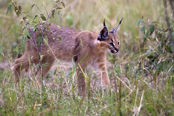 Caracal, Masai Mara, Kenya