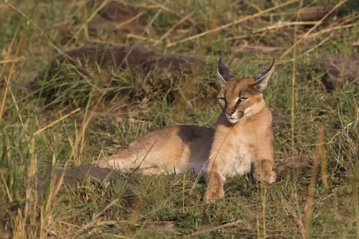 Framed Print : Caracal, Masai Mara, Kenya, Africa Framed Print : Caracal, Masai Mara, Kenya, Africa
