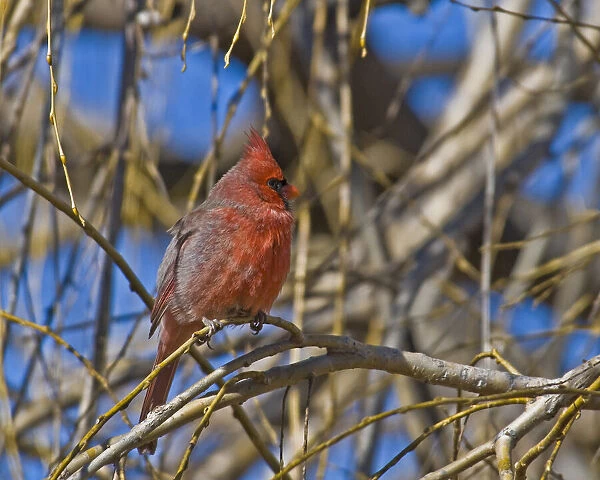 Cardinal resting on branch