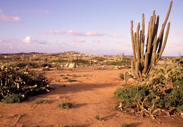 Caribbean, Aruba. Alto Vista Cactus Desert