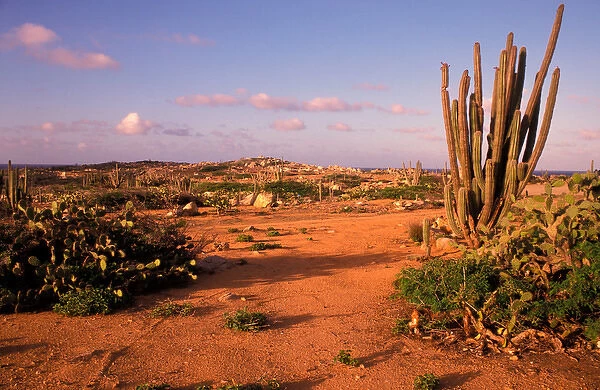 Caribbean, Aruba, Alto Vista cactus desert