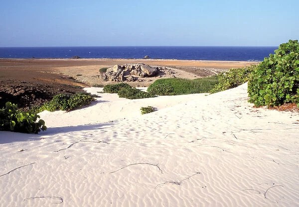 Caribbean, Aruba. Boca Grandi sand dunes
