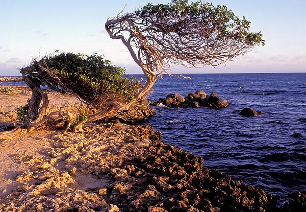 Caribbean, Aruba, Cudarebe Point. Divi Divi tree