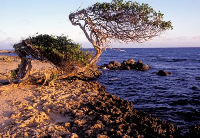 Framed Print : Caribbean, Aruba, Cudarebe Point. Divi Divi tree Framed Print : Caribbean, Aruba, Cudarebe Point. Divi Divi tree