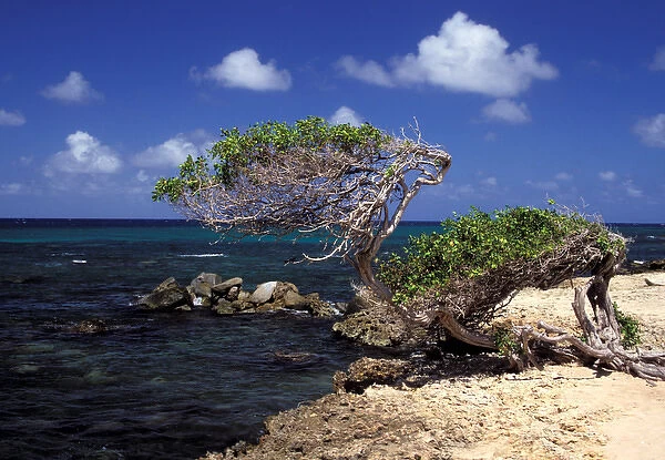 Caribbean, Aruba, Cudaribe Point. Divi Divi tree
