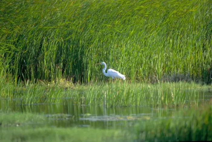 Framed Print : 01. Caribbean, Aruba. Egret Framed Print : 01. Caribbean, Aruba. Egret