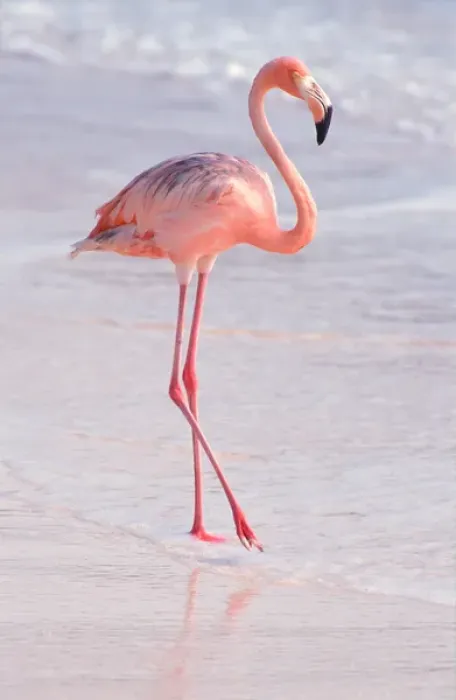 Framed Print : Caribbean, Aruba, Sonesta Island, Flamingo Framed Print : Caribbean, Aruba, Sonesta Island, Flamingo