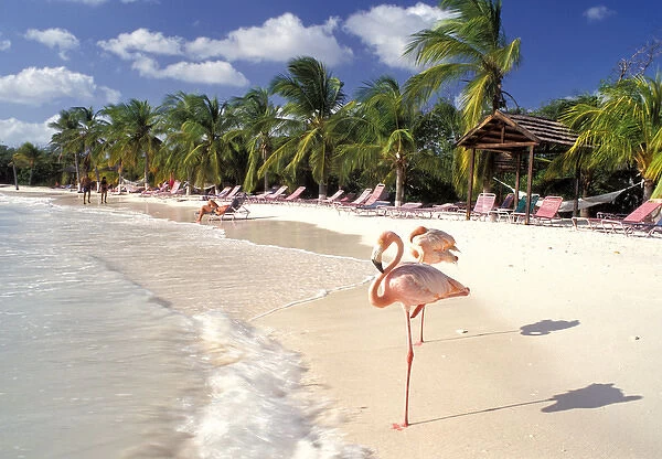 Caribbean, Aruba, Sonesta Island. Flamingos