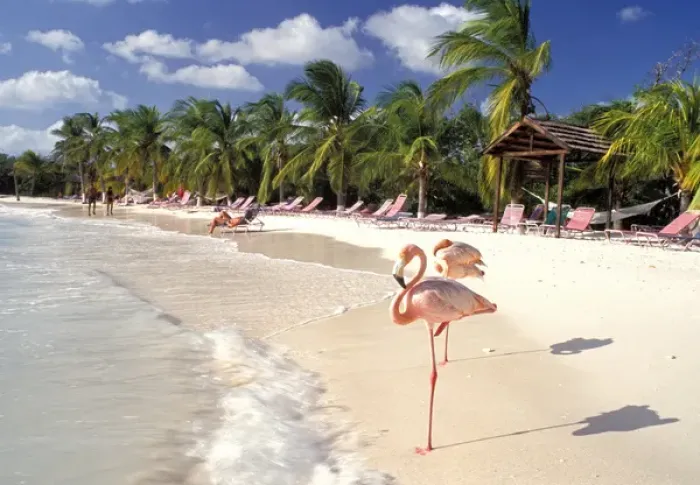 Framed Print : Caribbean, Aruba, Sonesta Island. Flamingos Framed Print : Caribbean, Aruba, Sonesta Island. Flamingos