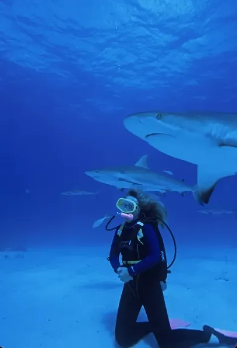 Framed Print : 01. Caribbean, Bahamas, Diver explore shipwreck and Gray Reef Shark