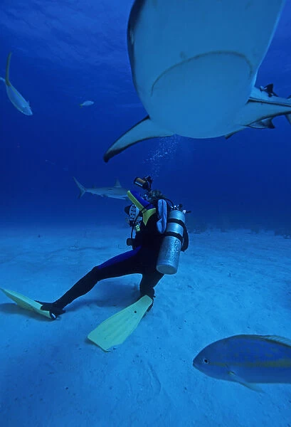 01. Caribbean, Bahamas, Diver Photographs Gray Reef Sharks