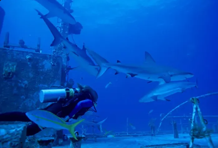 Framed Print : 01. Caribbean, Bahamas, Diver Photographs Gray Reef Sharks Framed Print : 01. Caribbean, Bahamas, Diver Photographs Gray Reef Sharks