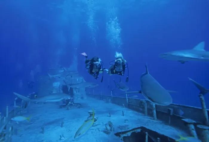 Framed Print : 01. Caribbean, Bahamas, Divers explore shipwreck Framed Print : 01. Caribbean, Bahamas, Divers explore shipwreck