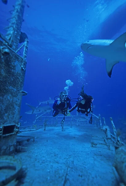 01. Caribbean, Bahamas, Divers explore shipwreck and Gray Reef Sharks