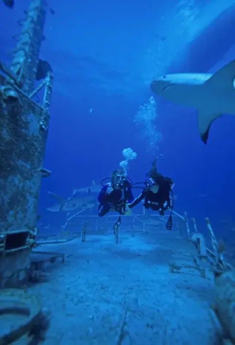 Framed Print : 01. Caribbean, Bahamas, Divers explore shipwreck and Gray Reef Sharks Framed Print : 01. Caribbean, Bahamas, Divers explore shipwreck and Gray Reef Sharks