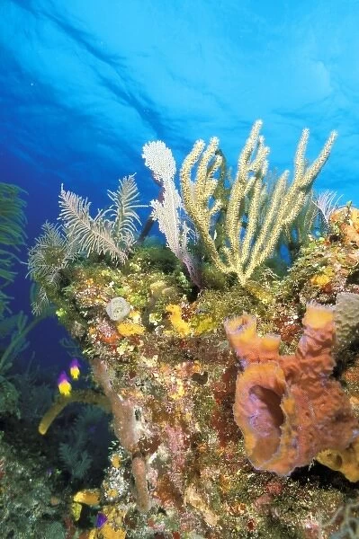 Caribbean, Bahamas. Reef