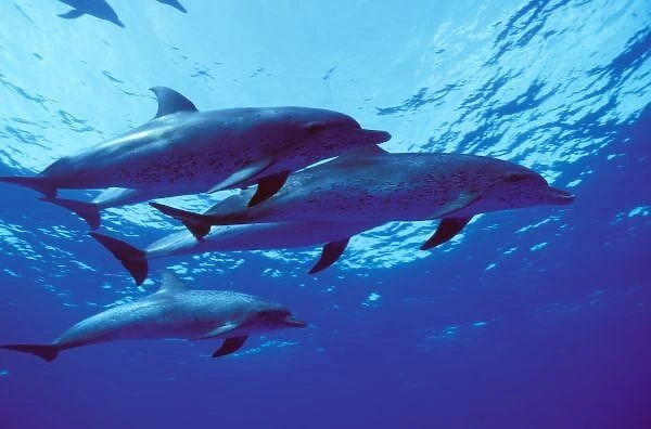 Caribbean, Bahamas Spotted dolphins
