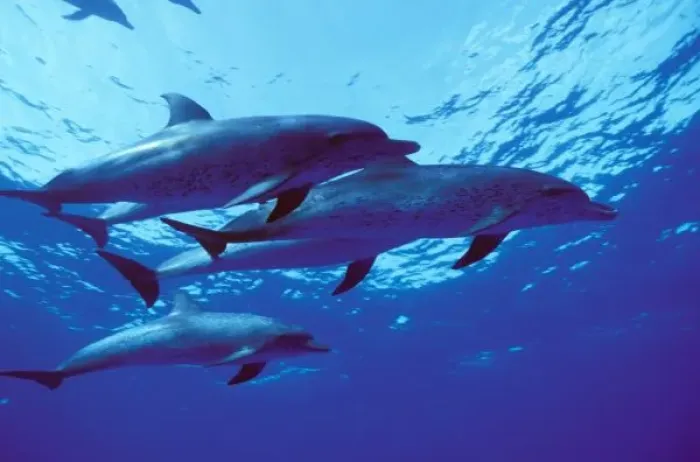 Framed Print : Caribbean, Bahamas Spotted dolphins Framed Print : Caribbean, Bahamas Spotted dolphins