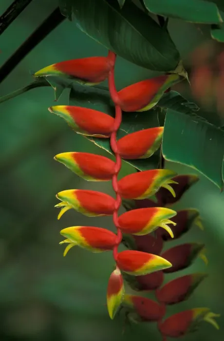 Framed Print : CARIBBEAN, Barbados Heliconia, Andromeda Gardens