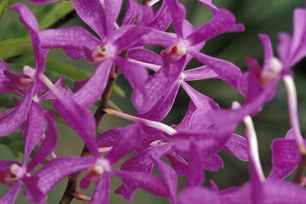 Caribbean, Barbados Orchid World, St. George Parish