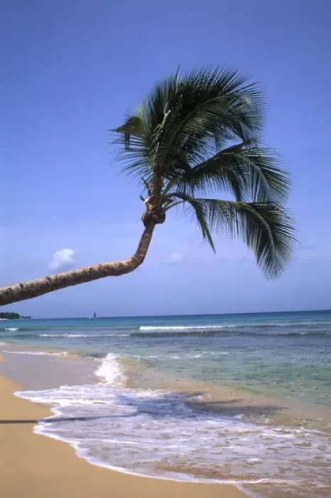 Framed Print : Caribbean Beach with Palm Tree Barbados Framed Print : Caribbean Beach with Palm Tree Barbados